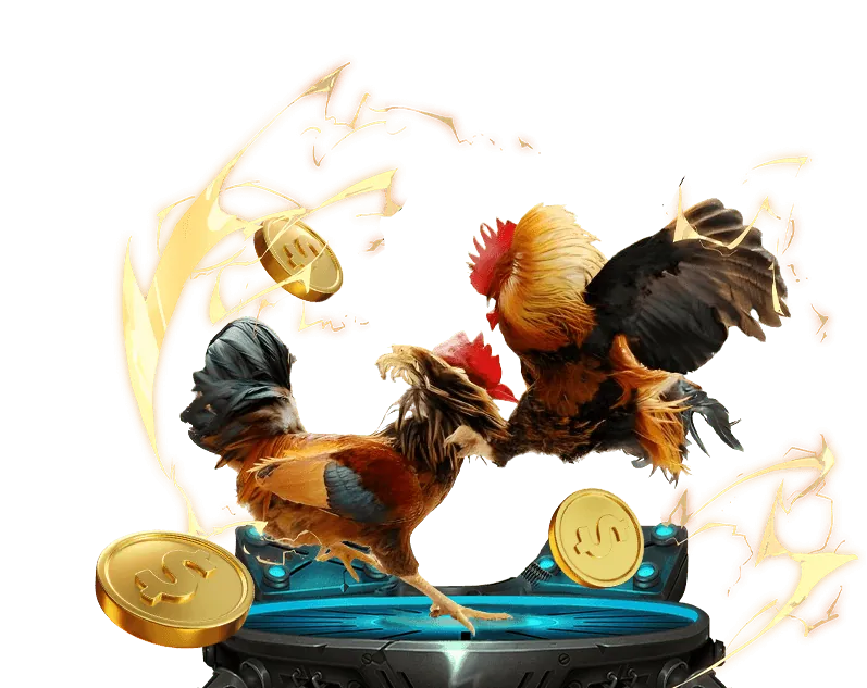 Đá gà trực tiếp trên